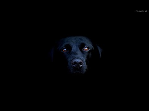 Video: Cómo detener a un perro fuera de ladrar en la noche
