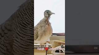 Itchy Lovely Zebra Dove
