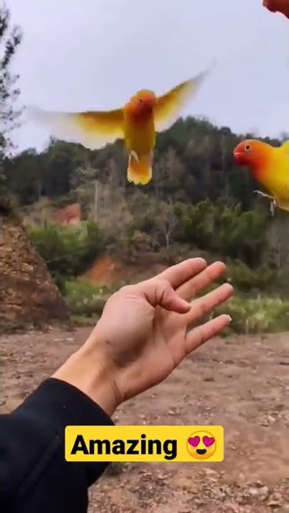 African Love birds 😍 #pets #lovebird #africanlovebird #birds #petlover #bird