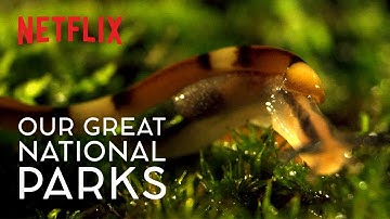 The Horror of the HammerHead Worm | Our Great National Parks | #WildForAll | Netflix