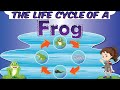 The Life Cycle of a Frog | Four Stages of Development | How a Tadpole Becomes a Frog