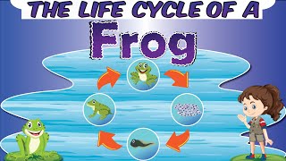 The Life Cycle of a Frog | Four Stages of Development | How a Tadpole Becomes a Frog