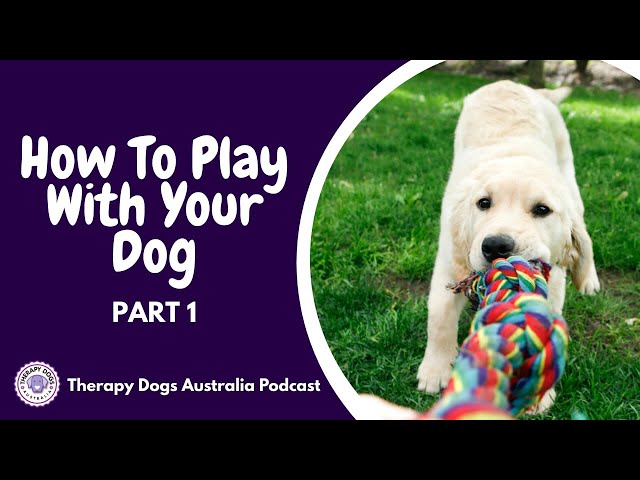 How to Train Therapy Dogs: Expert Tips & Techniques
