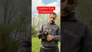 SERIE GALLINE FELICI - Ep. 1, La gallina che voleva diventare mamma - feat. Minnie