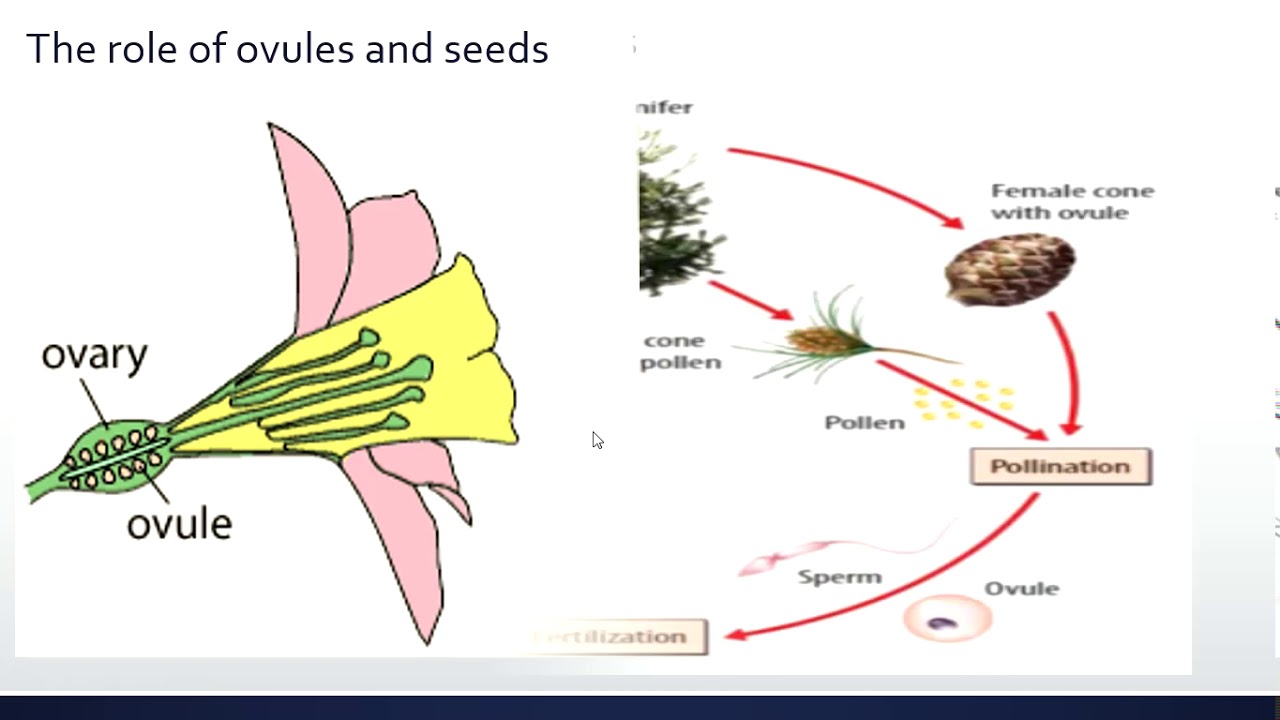 Plant Reproduction Grade 7 YouTube