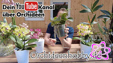 Was sind die besten Übertöpfe für Orchideen?