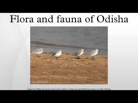 Flora and fauna of Odisha