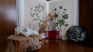 Crafting violet syrup - an easy herbal recepie ?