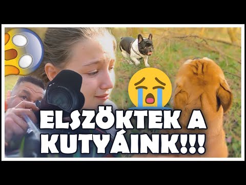 Videó: Hová hívjam az elveszett kutyát?