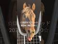 ☆ユニコーンライオン☆ほぼサラブレッド2024☆No.320☆10月25日☆ #ユニコーンライオン #unicornlion #horse #馬 #サラブレッド