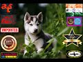 Funniest  cutest dogs world  cutest husky puppies especially for the dog lovers like you 