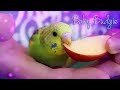 Hand Feeding Budgie Babies | Breeding Budgies vlog