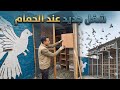 شغل جديد في لفت الحمام الزاجل Pigeon 
