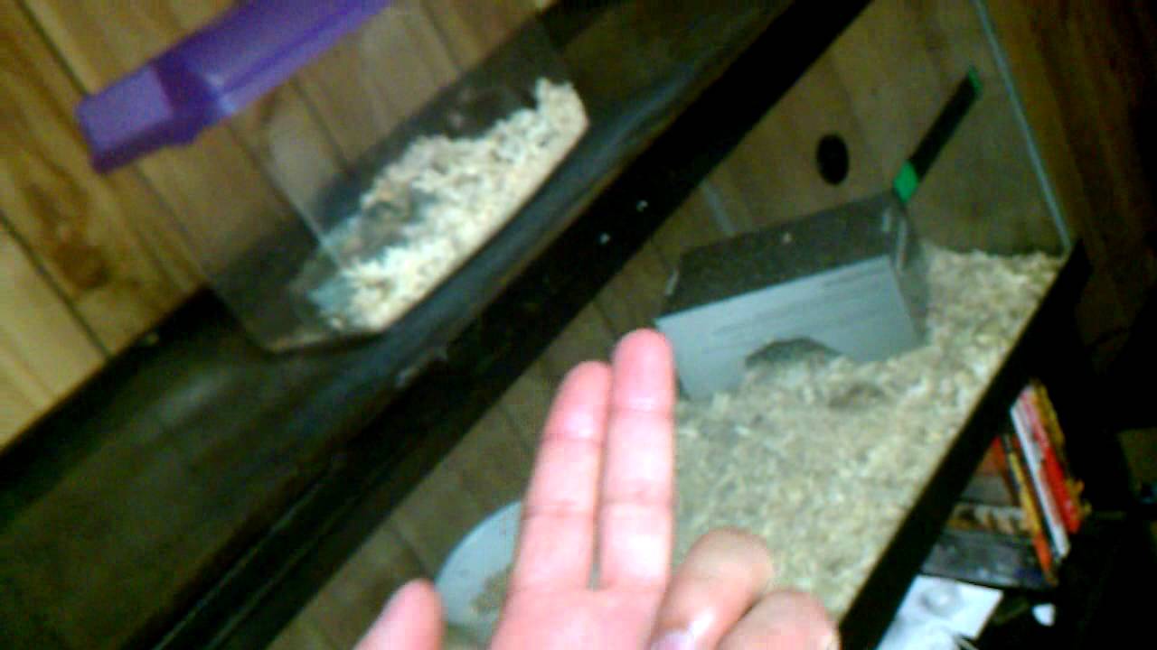 video phone beyonce mp3 New pets