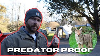 HOW I’m Predator PROOFING the Chicken Tractor