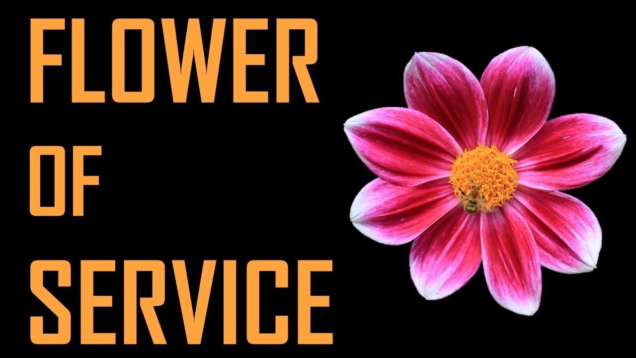 Flower of Service Explained || Service Marketing - YouTube