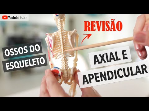 Vídeo: O ílio é parte do esqueleto axial?