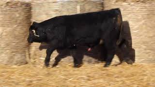 Lot 16 - Cibs Class Act 7896E - 94% Gelbvieh Bull