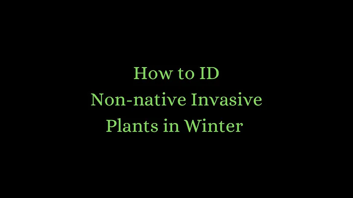 How to ID Invasive Non-native Plants in Winter