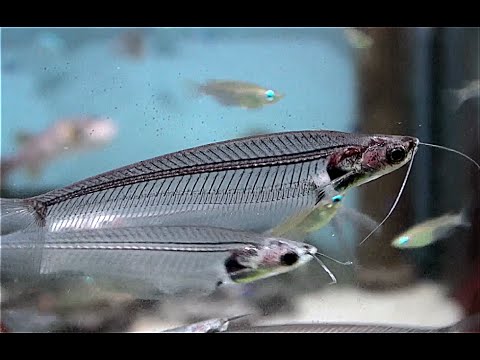 トランスルーセントグラスキャットフィッシュ Glass Catfish Kryptopterus Bicirrhis Youtube