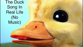 The Duck Song In Real Life (No Music)