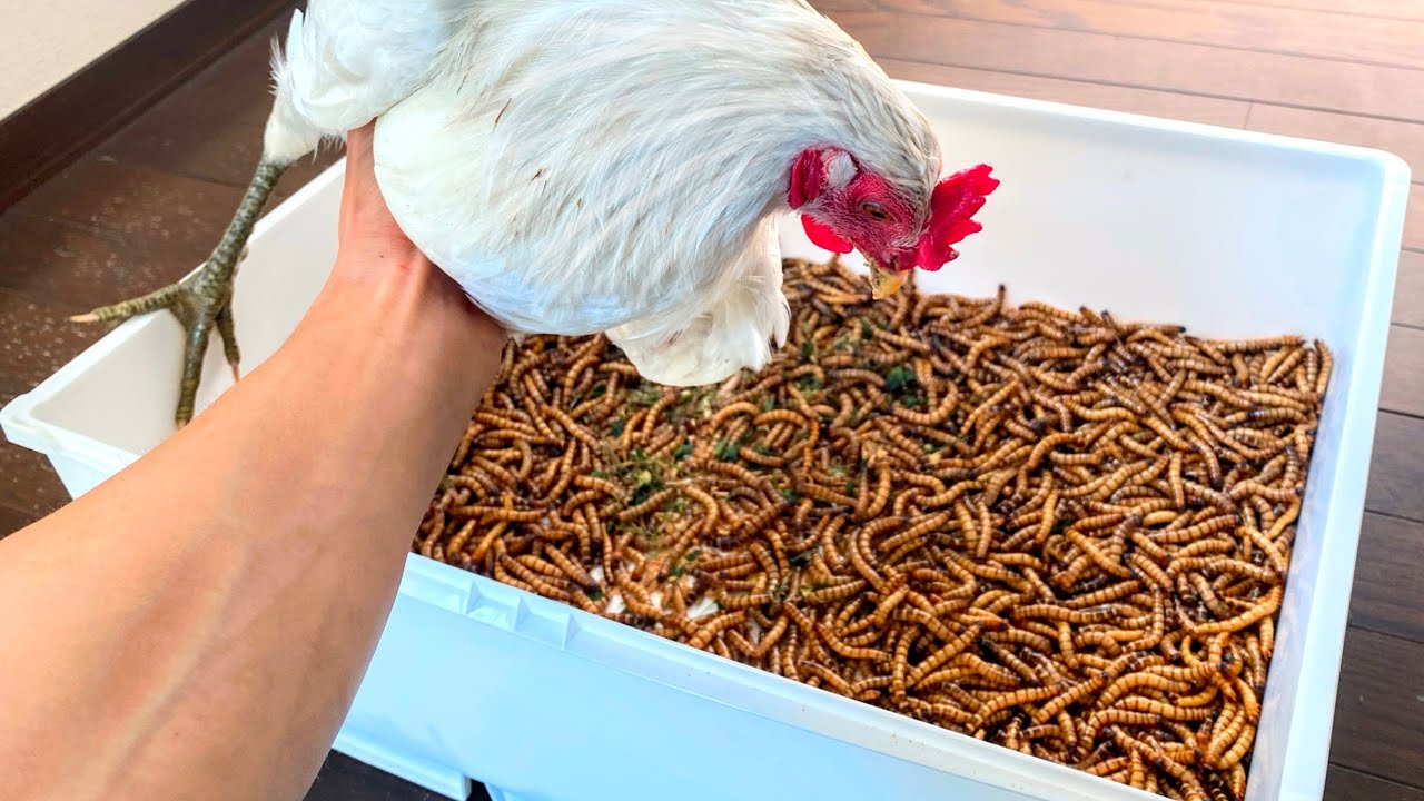 【グロ注意】ニワトリに2kg越えのミルワームを食べさせた結果…