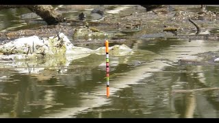 Ikan Nila terbesar saya di waduk bendo ponorogo