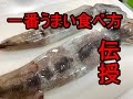 祭りを彷彿させるスルメイカの塩焼きが超絶美味！~スルメイカの開きかた～