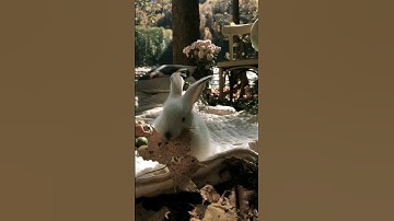 سورة التحريم بصوت القارئ احمد خضر #سورة_التحريم #أحمد_خضر #قرآن_كريم #قرآن #ايات_قرانيه_قصيره