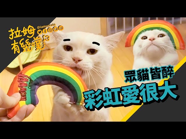 ►拉姆有幾噗◄ 彩虹襲捲貓界 霸氣貓姊也無法抵擋的魅力┃The rainbow for cats ♢