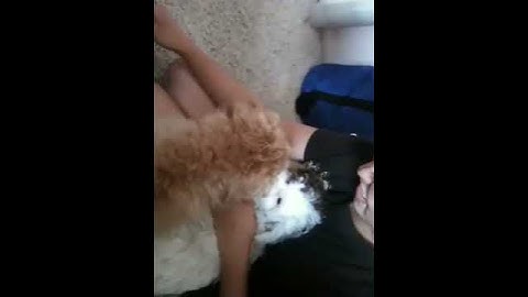 Part 2 psychology behaviorism operant conditioning