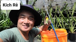 Kích Rễ Cho Lan Với Chế Phẩm Hùng Nguyễn 6In1 - Cho Hơn Chục Loại Lan Mới Trồng.