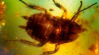 Did You Know | Cockroach