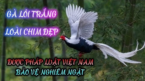 GÀ LÔI TRẮNG - LOÀI CHIM ĐẸP ĐƯỢC PHÁP LUẬT VIỆT NAM BẢO VỆ NGHIÊM NGẶT