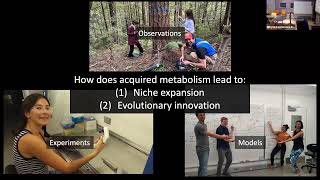 Trade, Borrow, or Steal: How Acquired Metabolism Drives Evolutionary Innovation