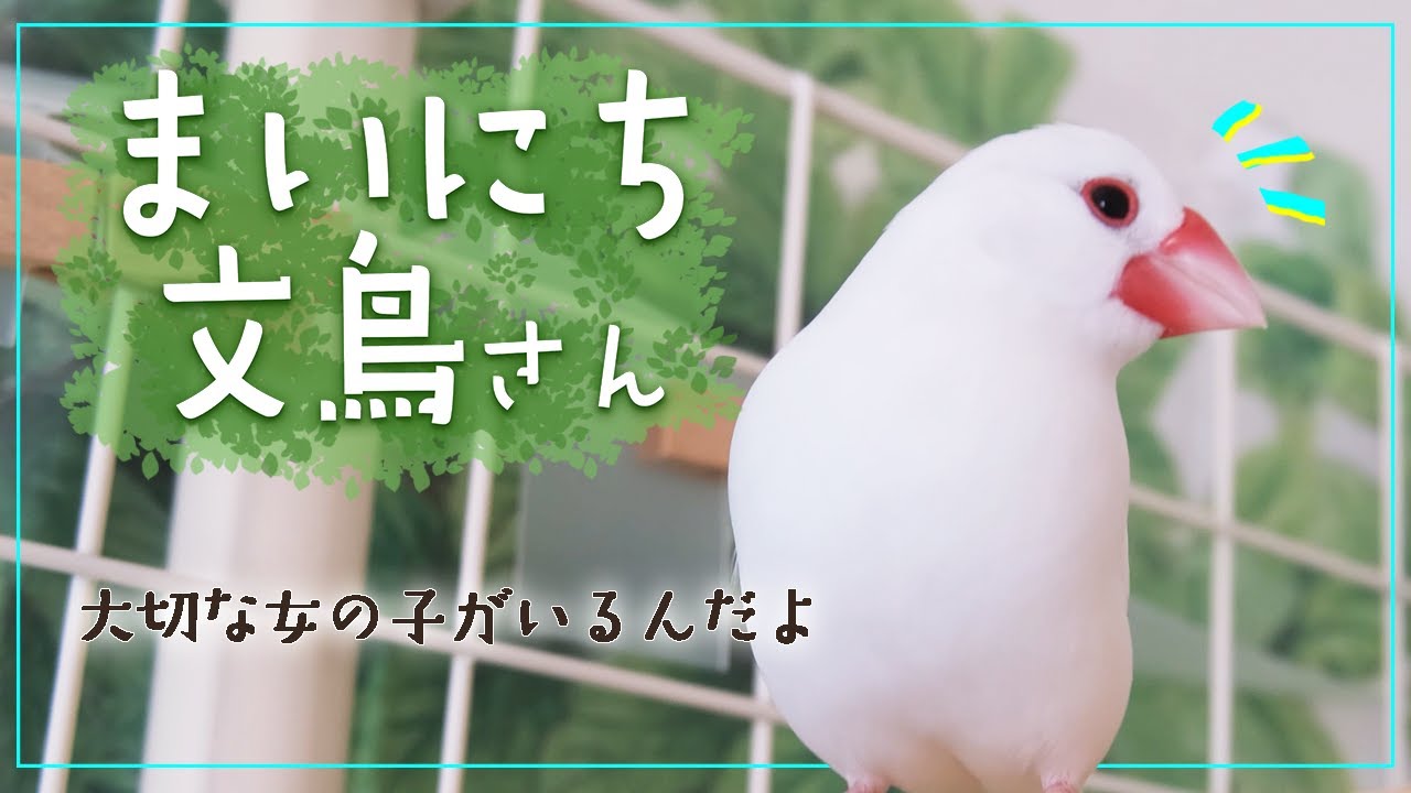 小松菜食べたら一緒にのんびりしよう。大好きな君と過ごす日々【Bird Life】鳥の日常【文鳥５羽】1 Hours of cute birds【Relaxing】