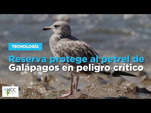 Reserva protege al petrel de Galápagos en peligro crítico