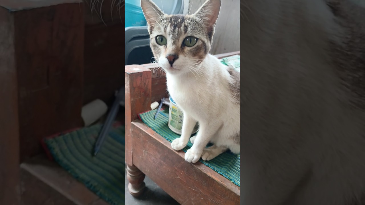 Chuin's Daily Routine #ytshorts #shorts #shortvideo #meow #cat #funny #kitten #cute #animals