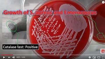Staphylococcus and Enterococcus on blood agar and use of catalase test