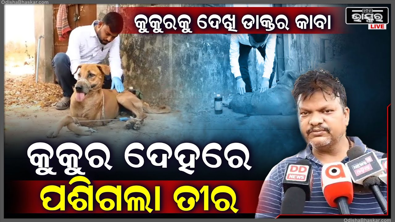 କୁକୁର ଶରୀରରେ ତୀର ପଶିଗଲା, ଚିକିତ୍ସା ପାଇଁ ଆସିଥିବା କୁକୁରକୁ ଦେଖି, ଆଶ୍ଚର୍ଯ୍ୟ ହୋଇଗଲେ ଡାକ୍ତର