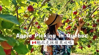 加拿大??魁北克省採蘋果南瓜攻略┃Apple & Pumpkin Picking in Quebec Canada ??