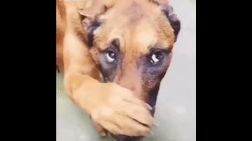 Thumbnail of spongebob foghorn sound with dog