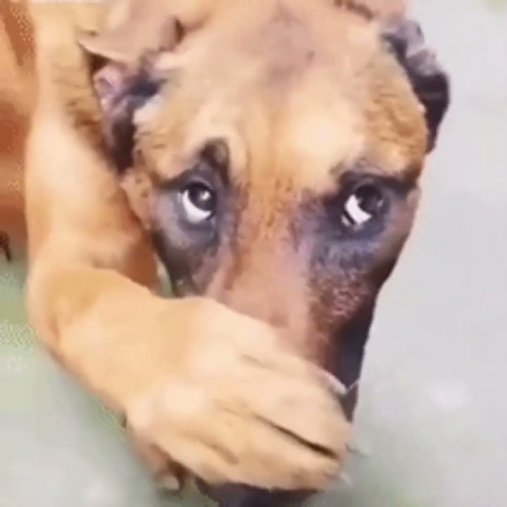 spongebob foghorn sound with dog