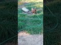 Jill walking around #chicken #viral #backyardchickens #homestead #birds #animals #duck #shorts #cat