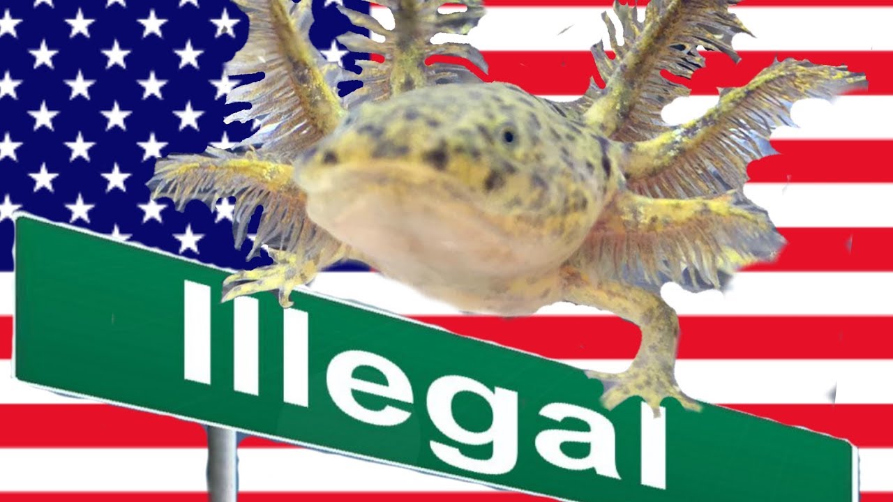 Axolotls Are Illegal In These States Youtube Axolotls Are Illegal In These States Youtube