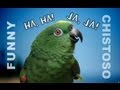 Funny Parrots Laughing - A must watch if you want to laugh!