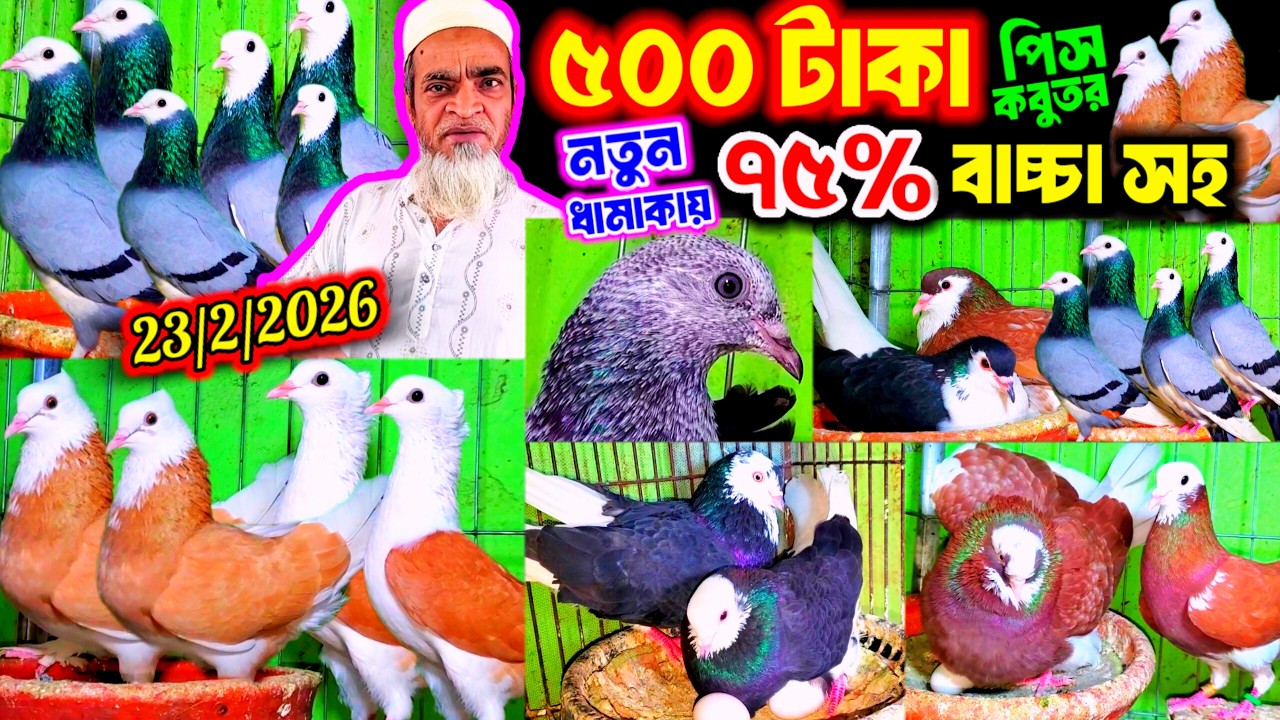 ৫০০ টাকায় রানিং কবুতর বিক্রি খামার থেকে | ৭৫% ডিম বাচ্চা সহ কবুতর কিনুন | খুবিই কমদামে ফেন্সি কবুতর