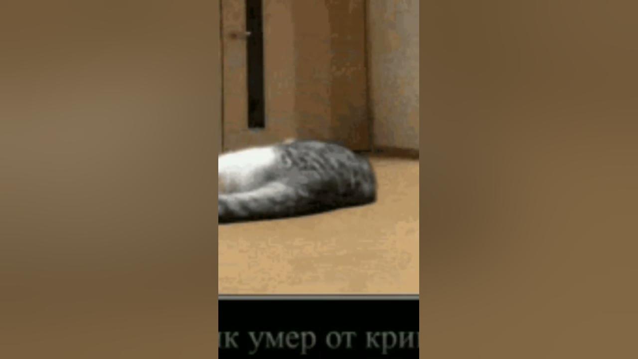 Котик умер от кринжа #кринж #смешно #коты #cat #shorts - YouTube