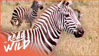 Striped Survivors: A Tale Of A Zebra (Wildlife Documentary) | Real Wild