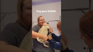 Crazy Pug wants to expire his groomer